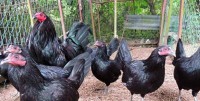 1.GALLINA BROWN RED CON ASIL